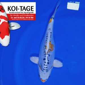 Kikokuryu 40 cm