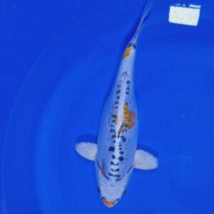 Kikokuryu 40 cm