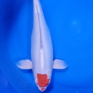Doitsu Tancho Hariwake 45-50 cm