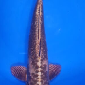 Doitsu Chagoi (kupferfarben) 50 cm