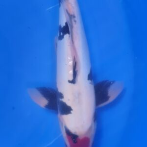 Doitsu Tancho Showa 40 cm