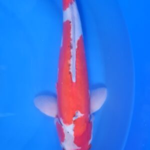 Doitsu Kohaku 40-45 cm