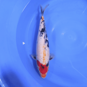 Tancho Showa 50-55 cm