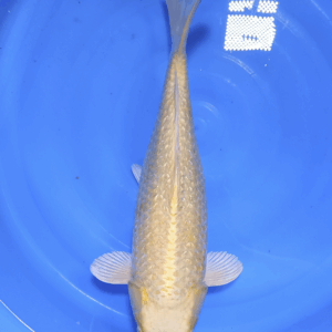 Ginrin Yamabuki 45-50 cm