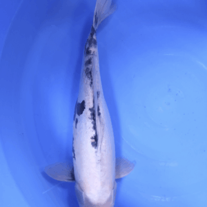 Doitsu Shiro Utsuri 45-50 cm