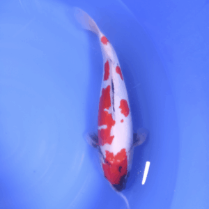 Doitsu Showa 40-45 cm