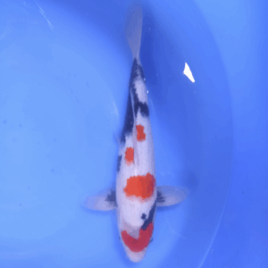 Showa 40-45 cm