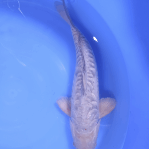 Big Scale Soragoi 45-50 cm