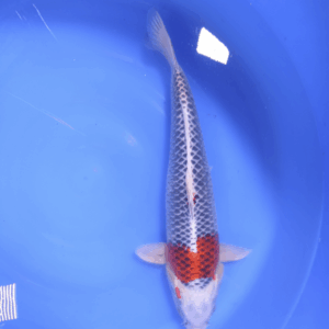 Kujaku 45-50 cm
