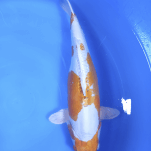 Doitsu Metallic Ochiba 45-50 cm