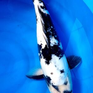 Doitsu Shiro Utsuri 60 cm