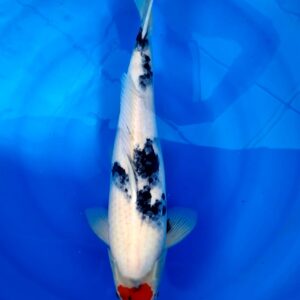 Tancho Showa 55 cm