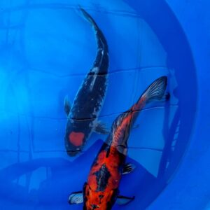 Beni Kikokuryu 45 cm