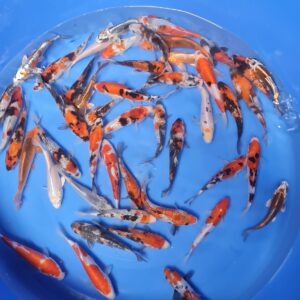 Tosai Takahashi Headquarters 15-18 cm