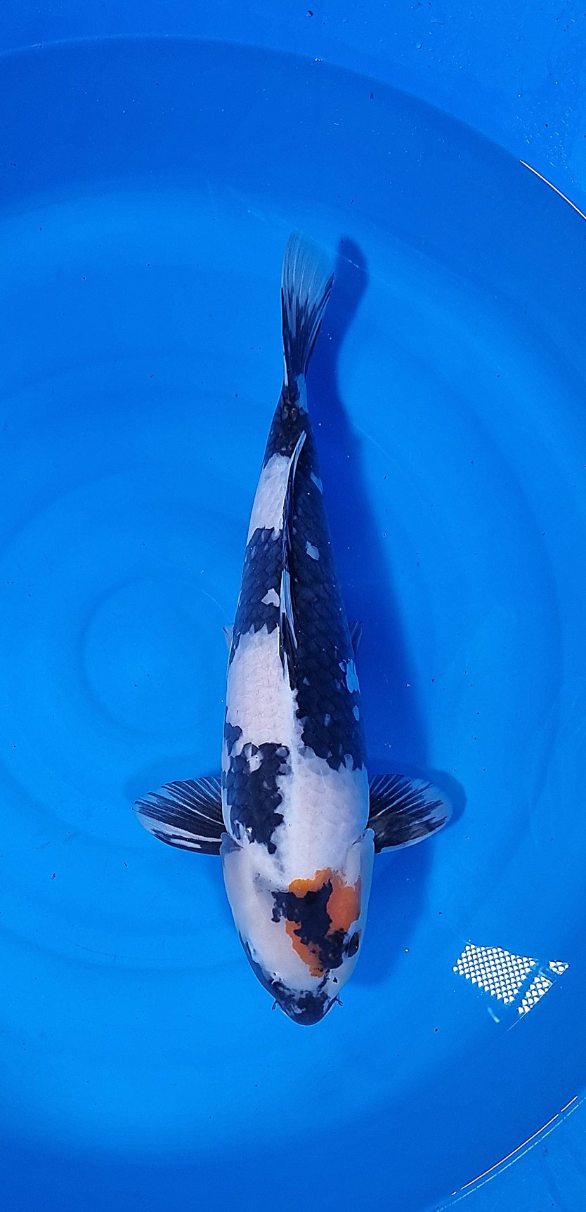 Tancho Showa 50-55 cm – Article 011-421419