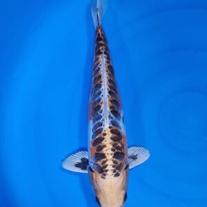 Golden Kikokuryu 35-40 cm – Item 011-713687