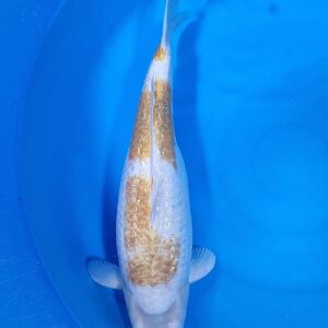 Ginrin Caramel Ochiba 50-55 cm – Item 011-782574