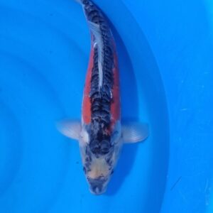 Shusui 40-45 cm – Item 014-154290