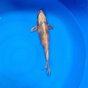 Kinki Utsuri 35-40 cm – Item 014-692489